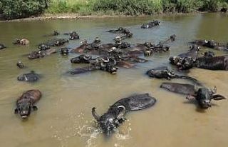 Afrika değil Muş Ovası