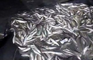 Ağa takılı 2 ton inci kefali kurtarıldı