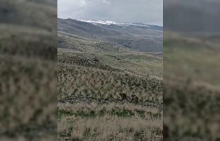 Ağrı’da arazide dolaşan 2 ayı kameralara yansıdı