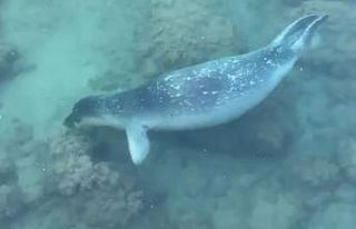 Akdeniz foku sahil kenarında kendini gösterdi