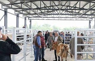 Akyazı Belediyesi Canlı Hayvan Borsası’na yoğun...