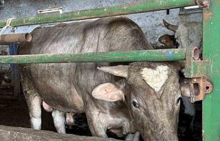 Alnında kalp şekli olan dana görenleri şaşırtıyor