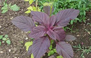 Amarant bitkisi hayvanlara yem, insanlara şifa, çölyak...