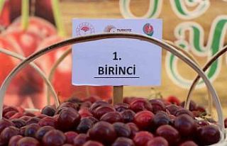 Amasya kiraz üretiminde Türkiye üçüncüsü