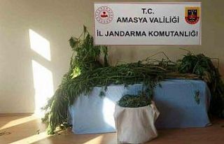 Amasya’da nehir kenarına kenevir eken 2 şahıs...