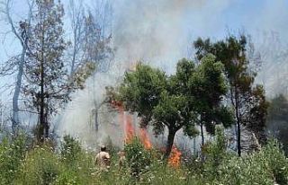 Anızdan başlayan yangın ormana sıçradı, 2 dönüm...