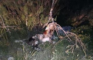 Ankara’da 17 köpek ağaca asılmış halde bulundu