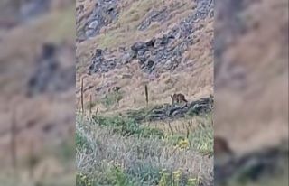 Anne ayı, yavrularını 2 erkek ayıya karşı korudu