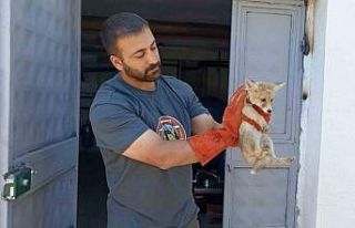 Annesini kaybeden yavru tilki, doğa korumaya emanet