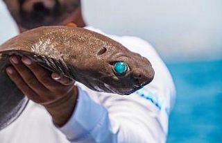 Antalya açıklarında balıkçının 400 metre derindeki...