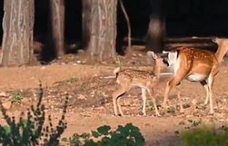 Antalya’da 2023 yılının ilk alageyik yavruları...