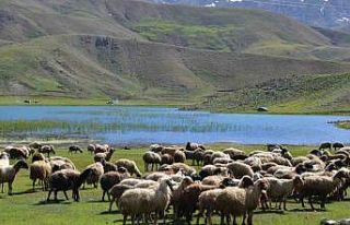 Antalya’da Yörükler yaylalara yerleşmeye başladı