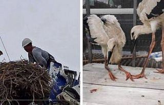 ARAS EDAŞ’tan yavru leylek operasyonu