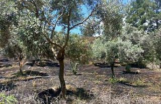 Arazi yangını büyümeden söndürüldü