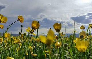 Ardahan ovası sarıya boyandı