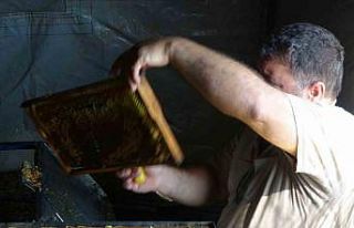 Arılar çalıştı, arıcıların sağım mesaisi...