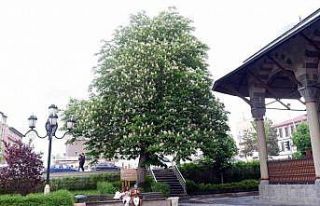 Asırlık kestane ağaçları çiçek açtı