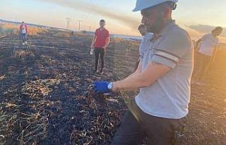 Ava çıkan atmacalar, tonlarca buğdayı küle çevirdi