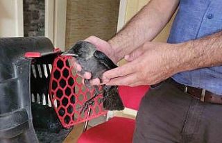 Aydın’da doğa koruma ekiplerinin ’karga’ mesaisi