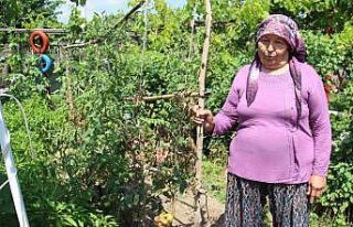 Aydın’da yağışlı havalar domatesi vurdu