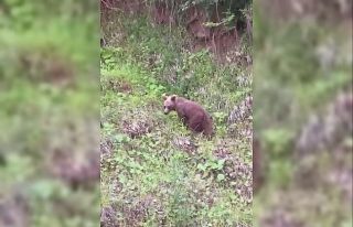 Ayıyı ıslık çalarak çağırdı