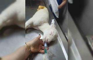 Bacakları ters doğan kuzu Türkiye’de ilk defa...