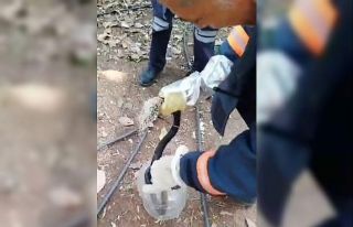 Balık ağına takılan yılan itfaiye ekiplerince...