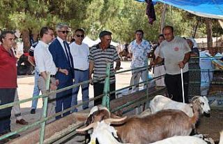 Başkan Oktay, kurban kesim yerlerini ziyaret etti