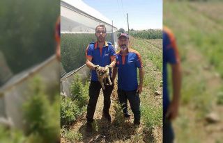 Batman’da su kuyusuna düşen yavru köpek kurtarıldı