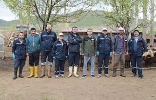 Bayburt’ta küçükbaş hayvanlar aşılanıyor