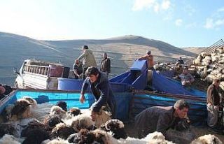 Bayburt’ta küçükbaş hayvanlar mobil koyun yıkama...