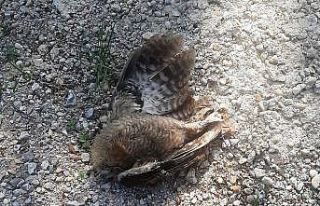 Baykuşları öldürüp yola attılar