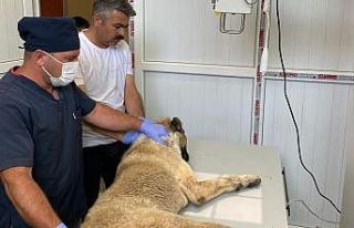 Bayramda sokak hayvanları unutulmadı