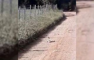 Bayramiç’te yılanların ’çiftleşme dansı’...