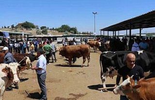 Bayramın 1.günü canlı hayvan pazarında hareketlilik...