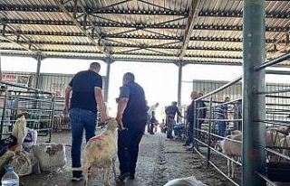 Bayramın birinci günü kurban pazarında yoğunluk...