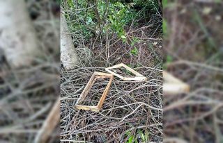 Bektaş Yaylası’nda ayı arı kovanlarını parçaladı