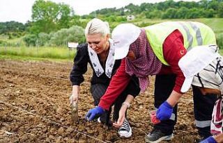 Belediyeye ait verimli tarım arazilerine kabak tohumu...