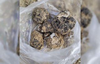 Belevi’nin dağlarından trüf fışkırıyor