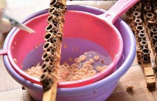 ’Beyaz altın’ın kilosu 15 bin liradan satılıyor