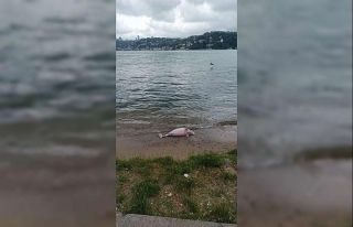 Beykoz’da ölü yunus kıyıya vurdu