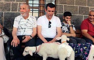 Biberonla beslediği kuzuları kültür turuna dahil...