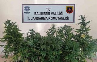 Bigadiç’te kenevir baskını