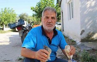 Bıldırcın üreticileri kendilerine kolaylık sağlanmasını...