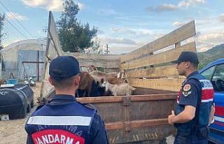 Bilecik’te ormanda kaybolan 11 küçükbaş hayvanı...