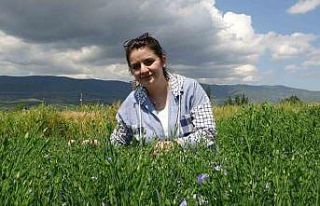 Bilim insanları Tokat için karabuğdayı araştırıyor