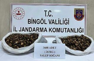 Bingöl’de salep soğanı toplayan şahıslara 488...