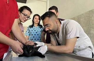 Bingöl’deki tam donanımlı hayvan hastanesi, bölgeye...