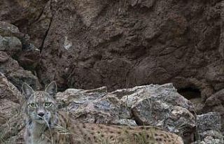 Bir vaşak daha görüntülendi