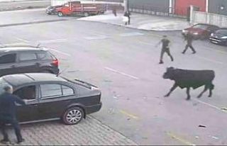 Boğanın kaçışı film sahnelerini aratmadı